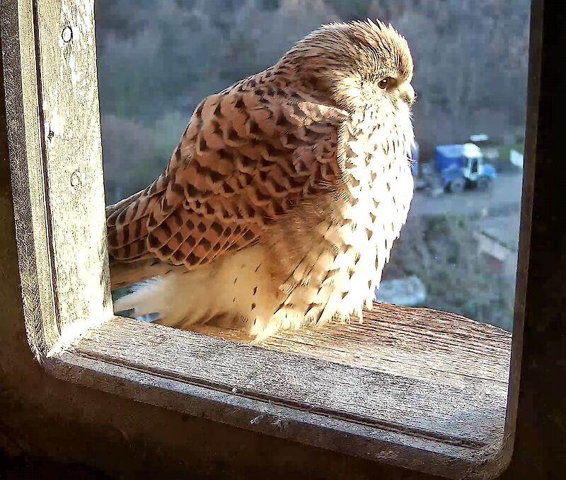 Turmfalke | St. Marien
